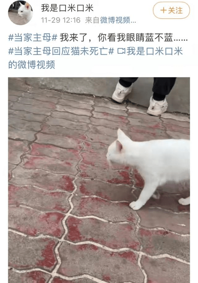 于正毒猫事件再发酵美人心计曾打死狗孙俪做法获好评