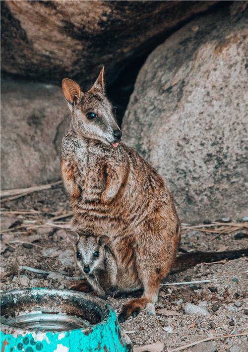 严重|心脏病发作，该吃速效救心丸还是硝酸甘油？不少人都选错了