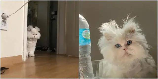 猫咪拾荒老人遇到狗狗，将自己宝贵的食物分享给它吃，这才是真爱吧？