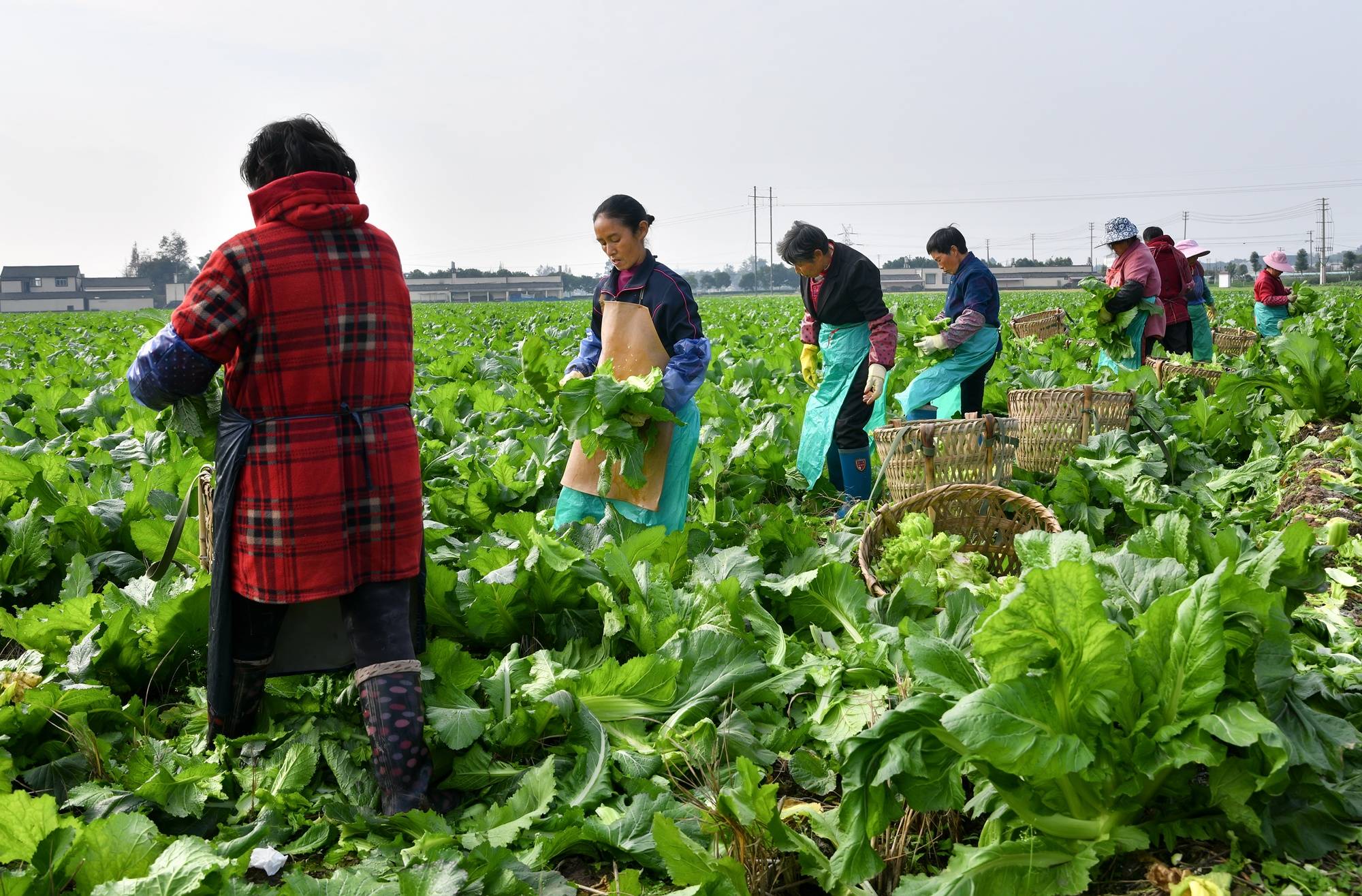 眉山市彭山区蔬菜丰收农民笑开颜_种植_青菜_徐民