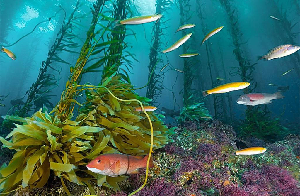 不只是爱情对所有事物都是吃着碗里的看着锅里的的生肖