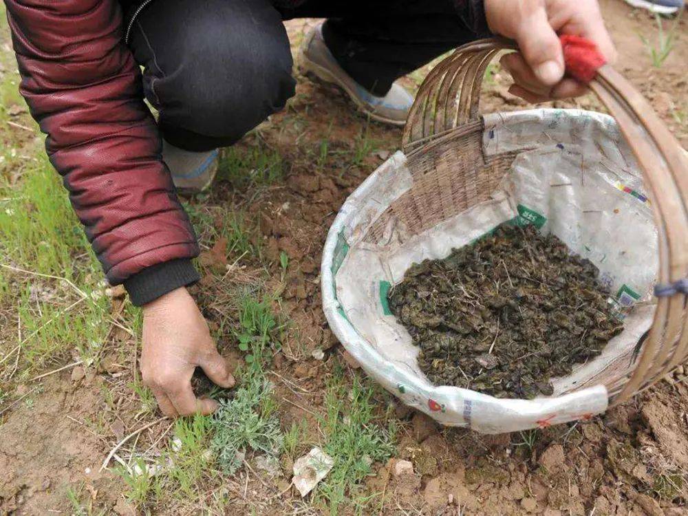 这野菜雷雨天后就出现,俗称雷公屎,见到记得捡回家,含钙高