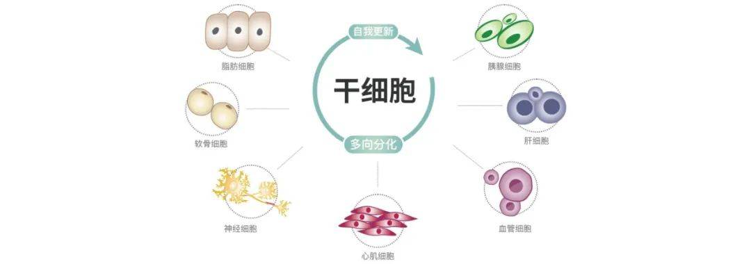 再生医学的核心干细胞你了解多少