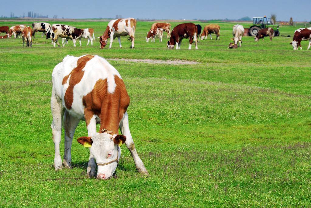 牛瘤胃积食的四大特征牛瘤胃积食的症状及防治方法