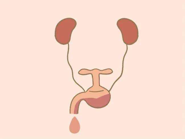 女性尿频,尿不尽,排尿费力,竟然是"前列腺病"_膀胱_治疗_尿道