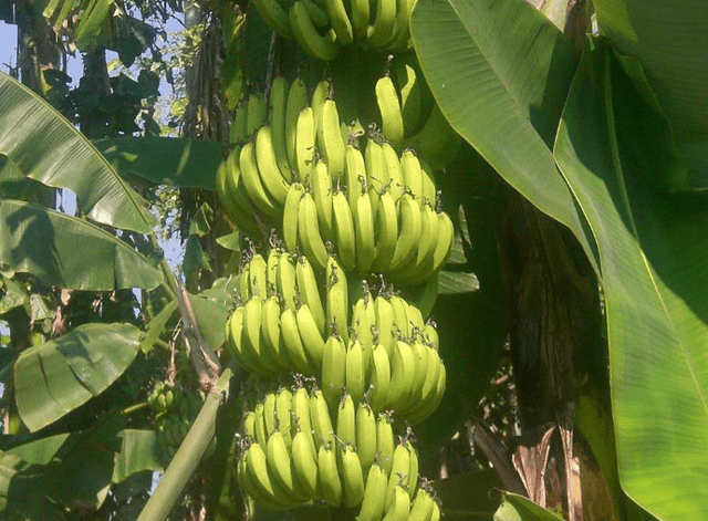 香蕉什么时候吃可以降血压 70f6eddb819041cfb86ace8495d782f3.png