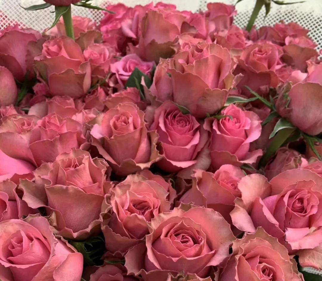 玫瑰品种盘点花艺小课堂