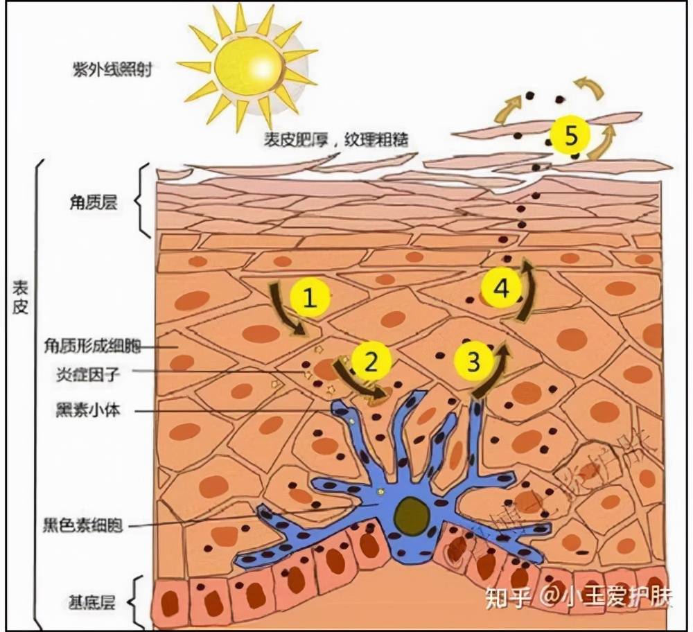 靓肤如何抑制黑色素？