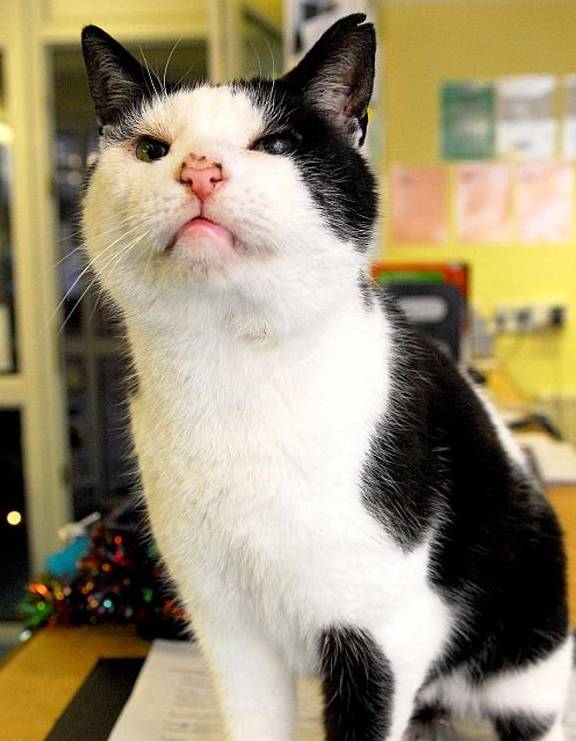 猫咪最受欢迎的3种中华田园猫，每一种都让铲屎官爱不释手！