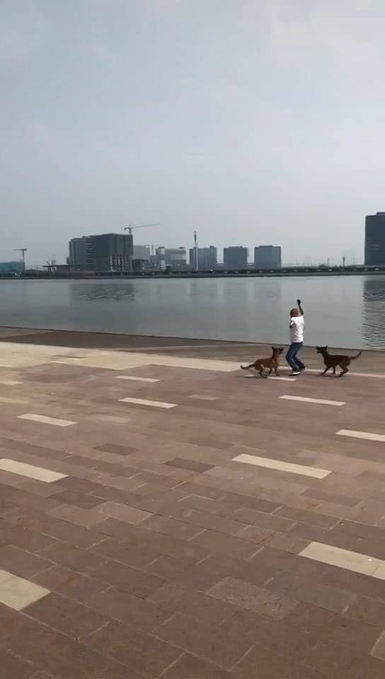 什么男子在公园里训狗，路人看完后愣在原地，网友：训练过的狗，真帅