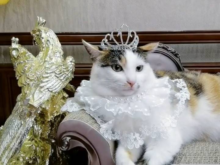 猫咪扮“阔太太”走红，谁能想到，这么好看的猫，2年前是流浪猫