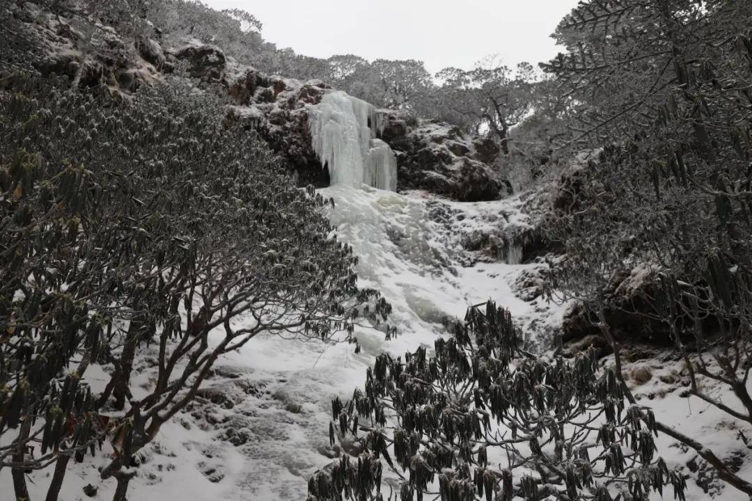 积雪|昆明、大理下雪了！周末云南大部雨雪降温齐发货，局地下降8～10℃！