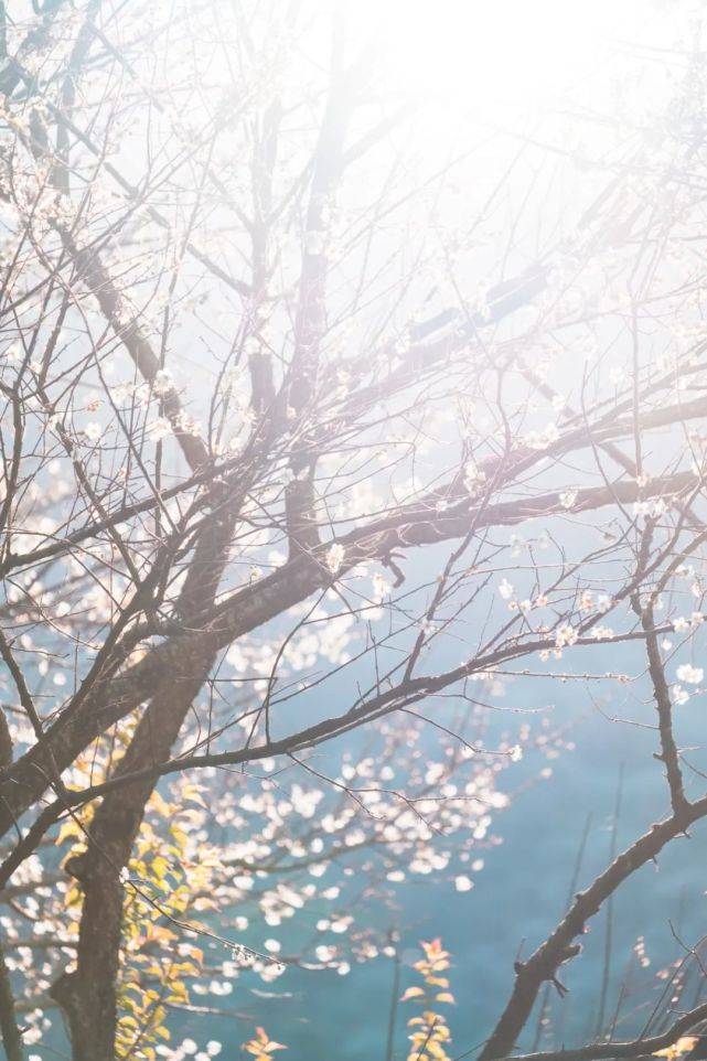 天门|永泰：春华秋实，一季青梅花又开