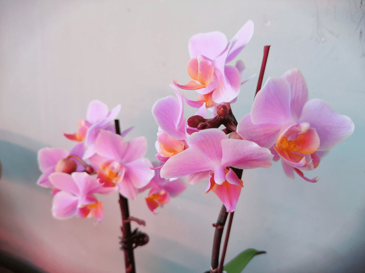 蝴蝶的寓意好吗 4ad4607426c84dc1977b1f6719389d97.png