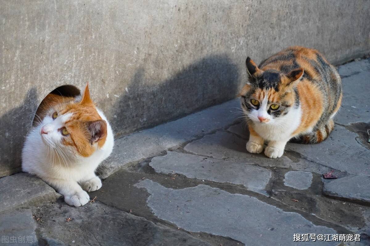如果可以 一定要养一只三花猫 猫咪 什么 事情