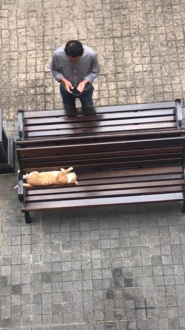 猫躺在椅子上睡觉，大爷环顾四周后掏出手机，接着的画面让人笑喷