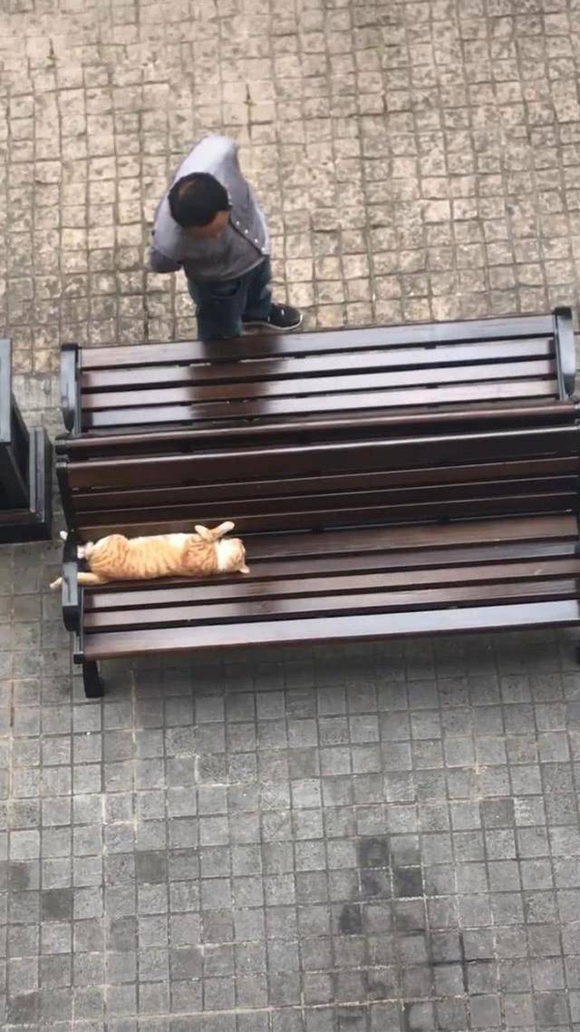 猫躺在椅子上睡觉，大爷环顾四周后掏出手机，接着的画面让人笑喷