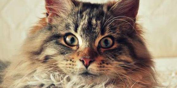 猫咪养猫的铲屎官得知道，4种强势猫咪，让家里面的其他宠物没地位