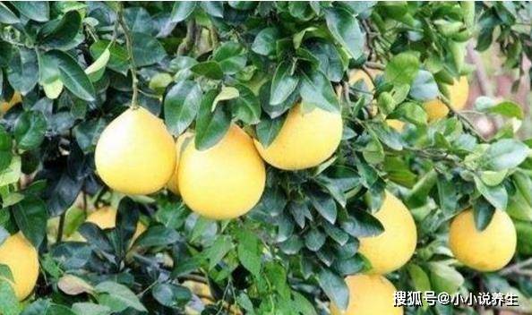 减肥吃什么水果不长肉 a5411dbd5a004d099abacc7fc841abbb.jpeg