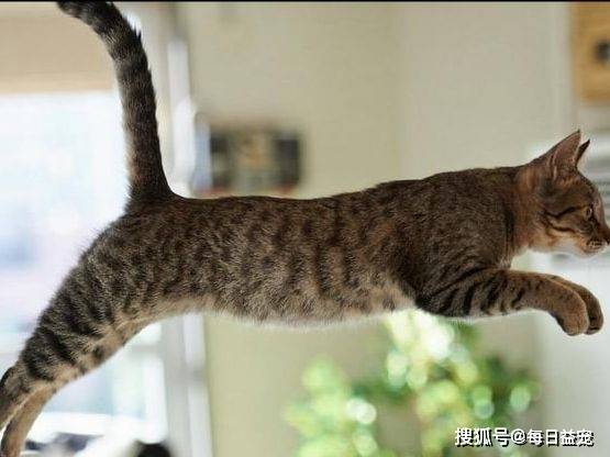 下水狸花猫被卡下水口，橘猫赶紧过来“解救”，这方式也太狠了！