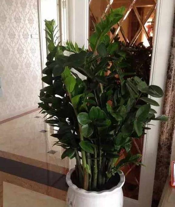 客厅最旺家的绿植鸭脚木 b268b1be9412446abe34f2c5ce36efcc.jpeg