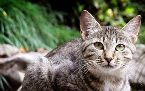 猫咪养猫的铲屎官得知道，4种强势猫咪，让家里面的其他宠物没地位