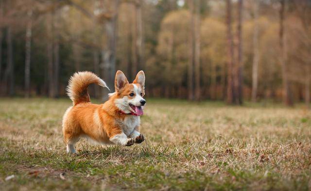 农场主柯基那么小，腿那么短，怎么可能是牧牛犬？没道理啊