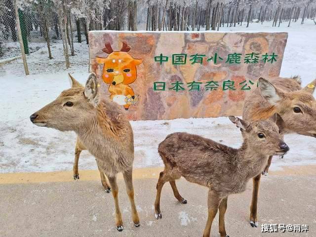 伏羲山|踏歌而行，遇见雪中的伏羲山冰雪与森林小鹿