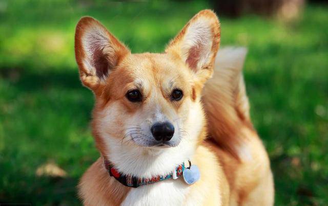 农场主柯基那么小，腿那么短，怎么可能是牧牛犬？没道理啊