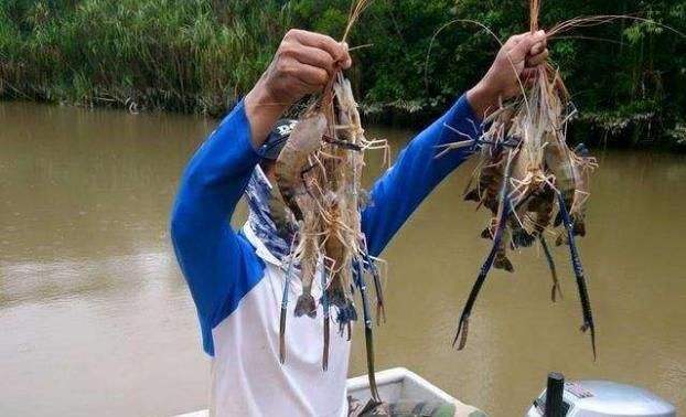 湄公河的“小龙虾”为什么越捞越多？渔民哭了：为什么会这样