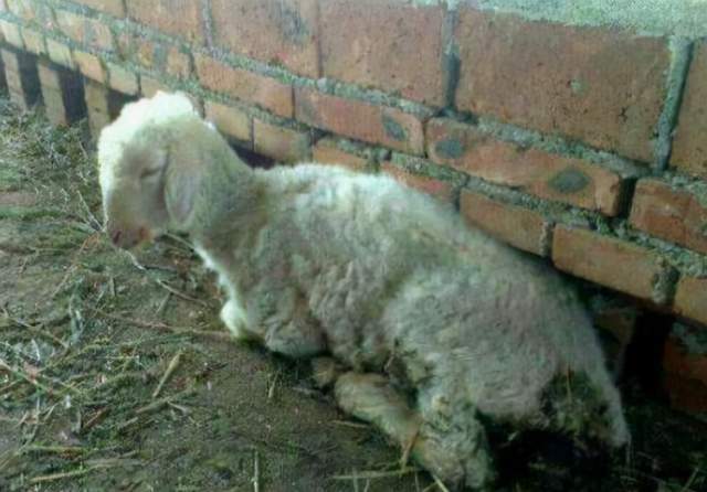 羊拉稀后越来越瘦怎么治羊反复拉稀很瘦问题出在这里