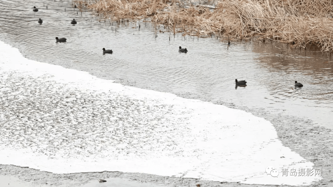 柳絮|一月一题 | 雪，让这个世界变得温柔而浪漫