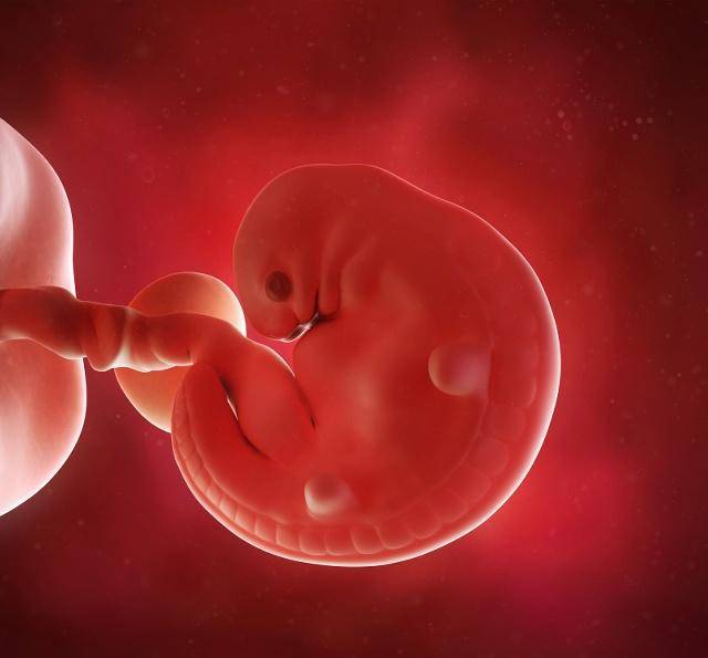 怀孕六个月胎心位置图图片