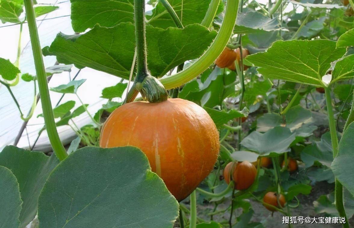 现在可以种南瓜吗 2ec8f9df16664bc78d5ac2ccaa6fcdc8.jpeg