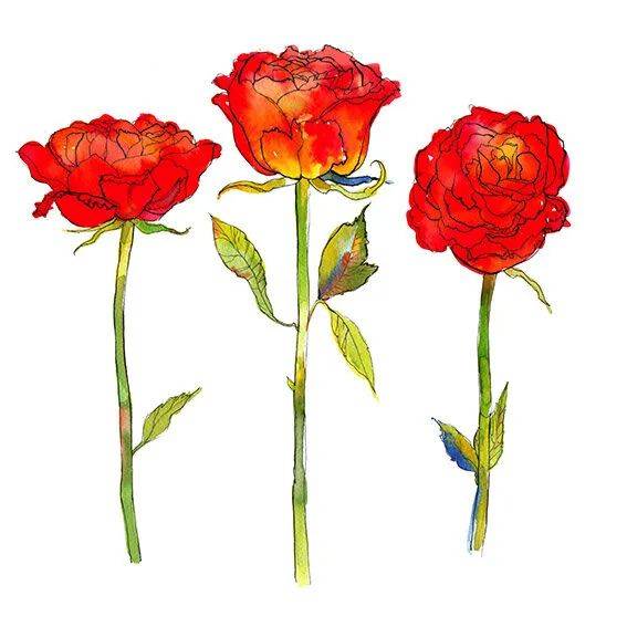 花卉艺术家marcellawylie来自英国