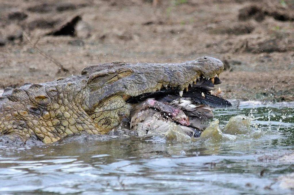 鳄鱼被深深踩入泥潭,镜头记录下惨烈的一幕_尼罗_动物王国_大象
