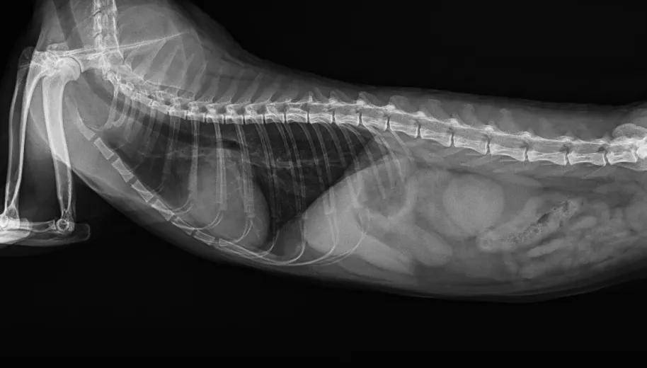 布偶猫非常易患肥厚型心肌病,家长该如何预防和治疗?_心脏_检查_动脉