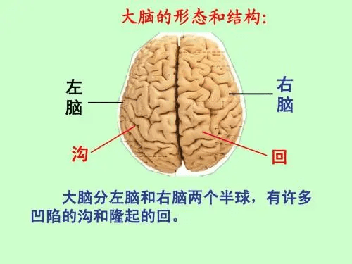 au大脑学院大脑主要结构以及功能区划分