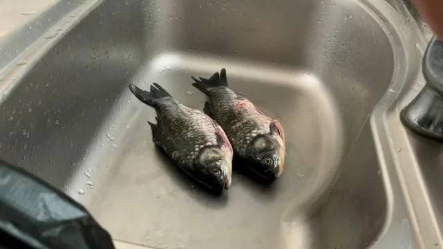 怎么解冻鱼最好 ded4c3a36abd4ec382d168665a58d6e1.jpeg