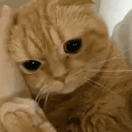 "宠爱其它宠物"小猫就好像是在醋坛子里长大的一样,它们特别爱吃醋