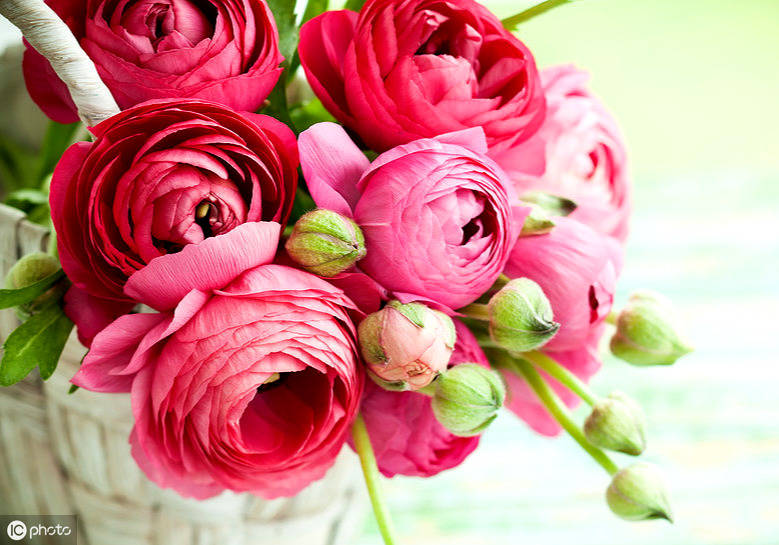 蓝莲花什么样 4475487962ef42619d57db67140e7527.jpeg