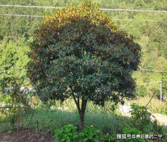 这几种花 就在8月开 使劲催一催 枝头满花俏 开花 菊花 桂花