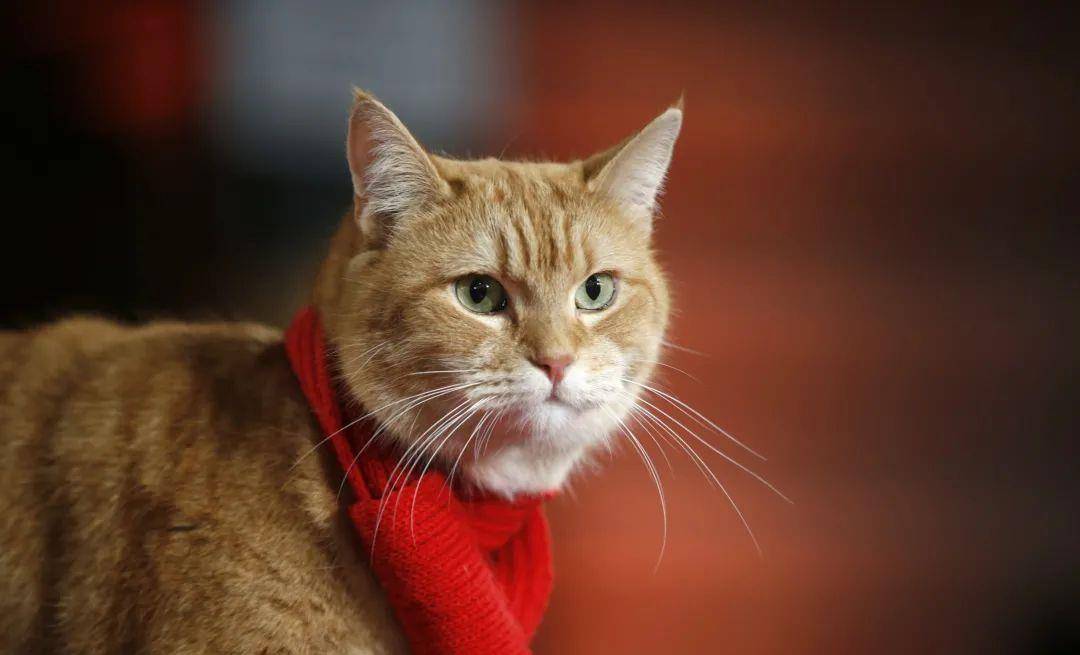 围巾|唐艺昕和张若昀的悲喜并不相通？马上新年，赶快与emo拜拜