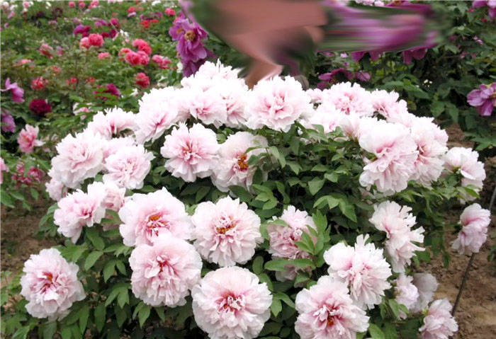 北京牡丹园上线鸿蒙原子化服务多流量入口提升景区宣传推广