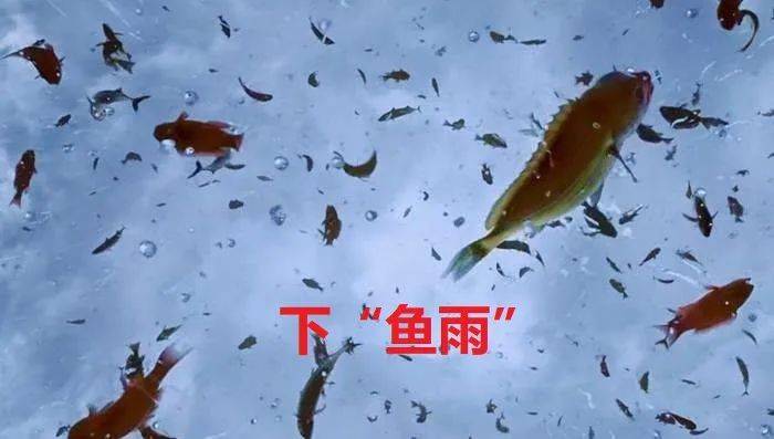 大量小鱼从天而降 美国德州突然下起了 鱼雨 是不祥之兆吗 水龙卷 卷风 气流
