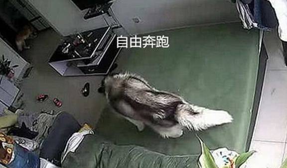 床单男子去外地两天，途中打开监控看了一眼二哈，差点把手机摔了