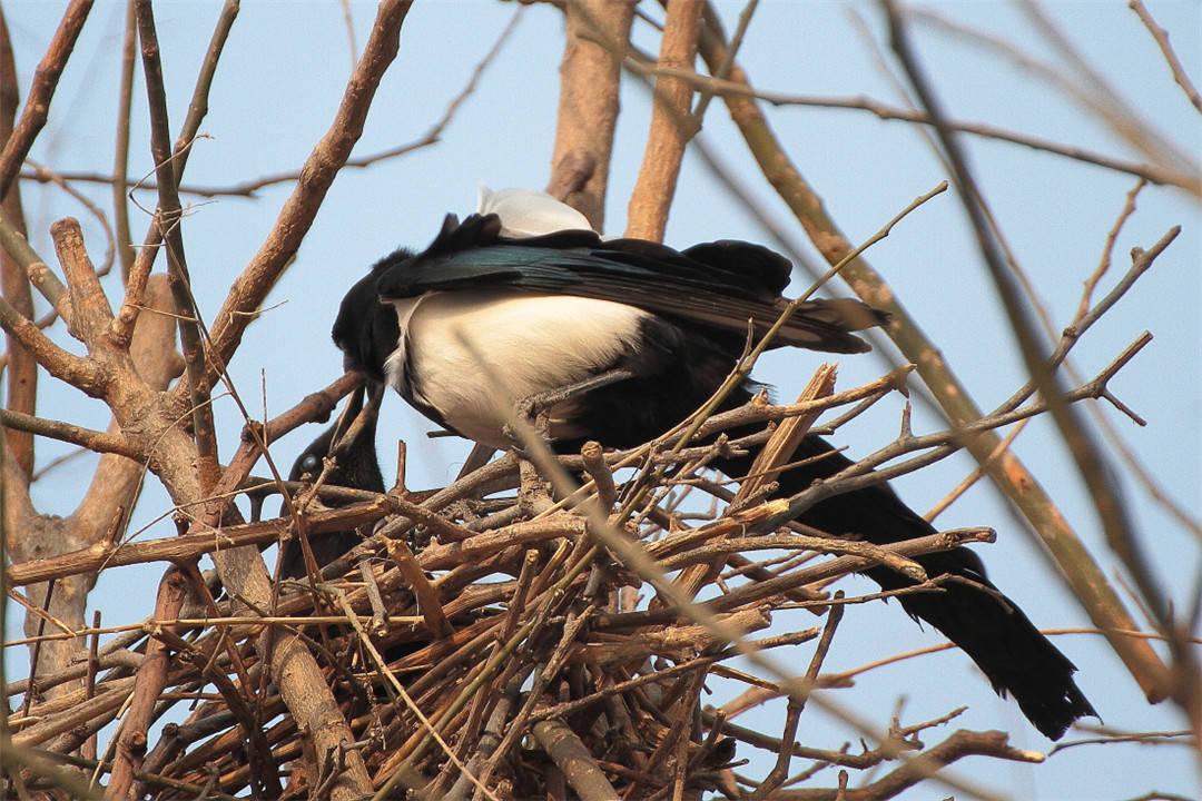 原创喜鹊窝为什么不怕风雪外部粗糙简陋内部是豪华大别墅