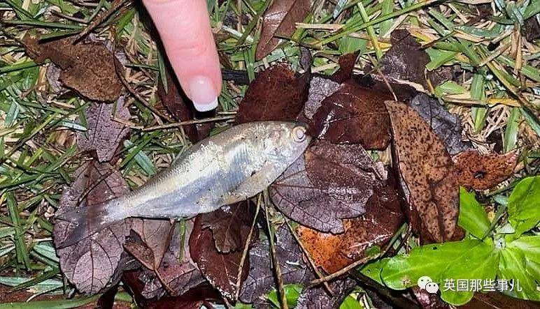 美国城市下起 鱼雨 居民开心捡鱼 天降动物雨 还有这些可能 小鱼 蝌蚪 特克萨卡纳