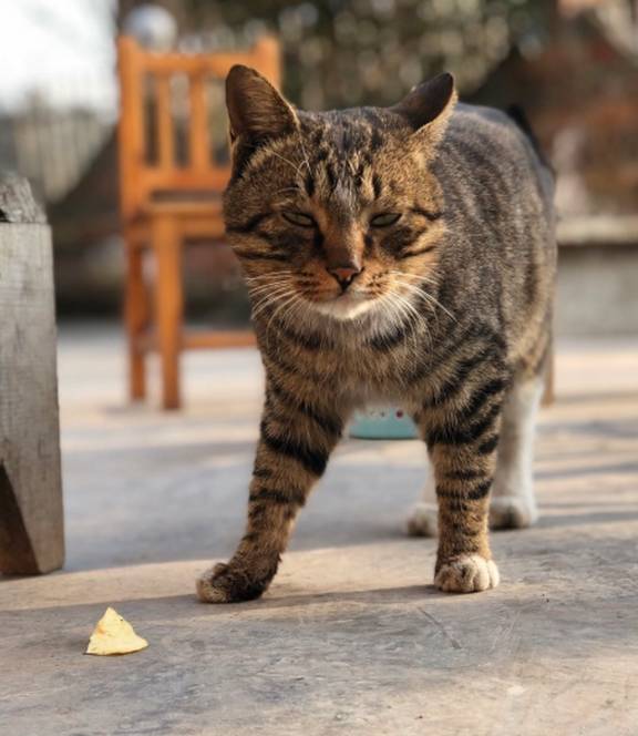 因为狸花猫体质再好，宠主也不能犯这四种错误，每一种都让它疼得哭