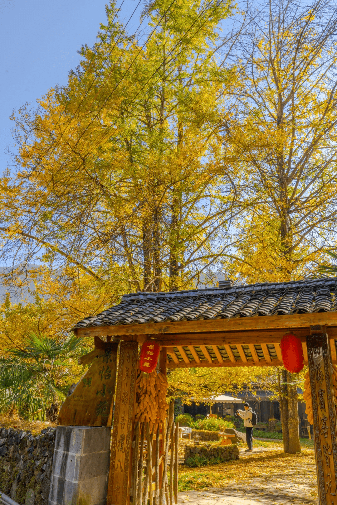 乡村|2021年，属于腾冲银杏村的高光时刻